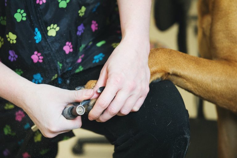 mutt hutt dog cat pet grooming saskatoon 31