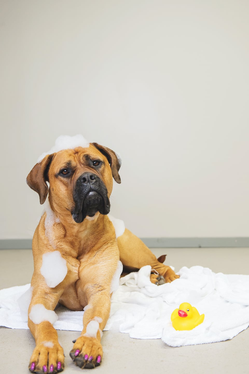 Gallery Mutt Hutt Dog & Cat Grooming Saskatoon